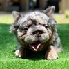 French bulldog