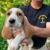 Male Bassett Hound