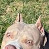 Pure bred American pocket bully