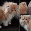 Beautiful red bicolor persian male kitten FRANÇOIS