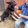 AKC German Shepherd Female 