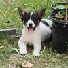 Border Heeler pups