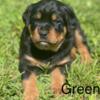 Rottweiler puppies for sale