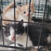 Male and female kittens need home in 4 weeks.