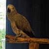 Friendly & TAME African Grey