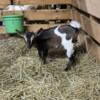 Ready for new home. Baby Nigerian Dwarf goats for sale.