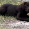 Registered lab puppy