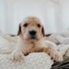 Fb1 Golden doodles puppies for sale