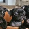 Pugs 