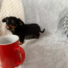 Miniature dachshund long haired little boy 