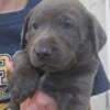 AKC Lab puppies Silver and Charcoal