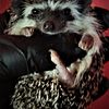 Hedgehogs Black Algerian Babies for Sale