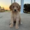 Goldendoodle puppies