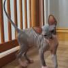 Sphynx kittens for sale