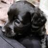 Long-haired mini dachshund puppies