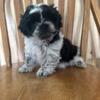 CKC Shih-tzu Puppies looking for their fur ever families