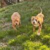 Beautiful Rednose American Bully Puppies
