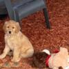 Amazing Akc Golden Retriever Puppies For Sale