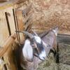 Nubian goats 