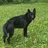 Akc German shepherd puppies