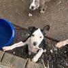 Amstaff & american pitbull $150 obo