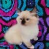 NY TICA Ragdoll Kittens