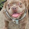 Male AKC fluffy french bulldog 