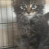 EUROPEAN MAINE COON KiTTENS text 980-6160124