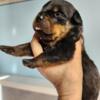 German Rottweiler Puppies