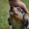 Mini Australian Shepherd Owl