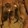 XXL Bully Puppies