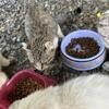 Highland lynx munchkin kittens