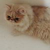 Pure-Bred Persian kittens