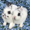 Netherland Dwarf babies