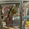 Sweet, talking conure with cage and supplies for Rehoming