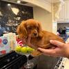 Beautiful Cavalier King Charles Puppies