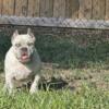 American Bully male and females puppy ready to go