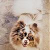 AKC Pomeranian stud merle