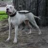 Dogo Argentino's puppies