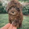 Toy poodle puppies
