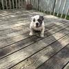 Micro Bully Puppy