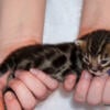 Adorable Bengal babies Quality kittens fair pricing!