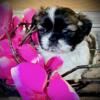 Shih tzu Puppies Reg Import Imperial ‘s