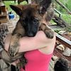 Extra-Large German Shepherd puppies - sable, pure black, dark golden sable - plush and short (standard) coat