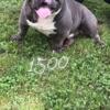 New Pics Male Bully Up For Grabs Don't Miss Out