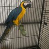 2 year old Macaw