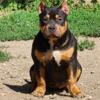 American Bully Female Black Tri Pocket