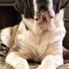 AKC Intact Female Saint Bernard