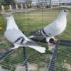 Afghan pigeons, pigeons, kaftar