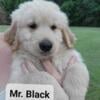 AKC Golden Retriever Puppies